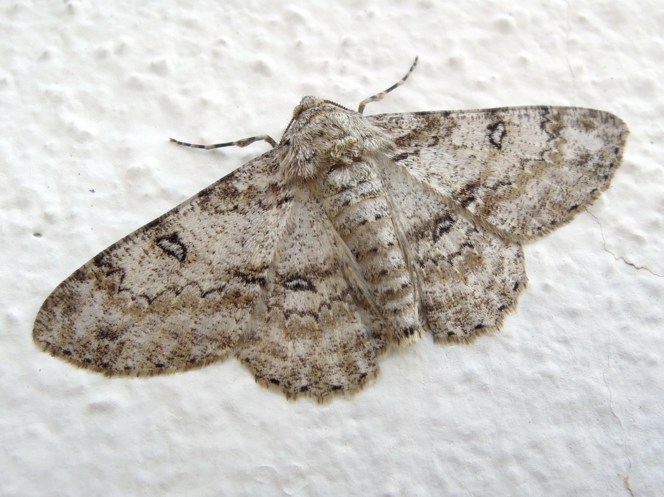 Ascotis selenaria